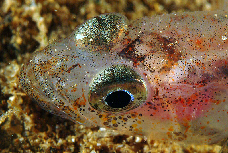 Deltentosteus colonianus (ghiozzetto dentato)